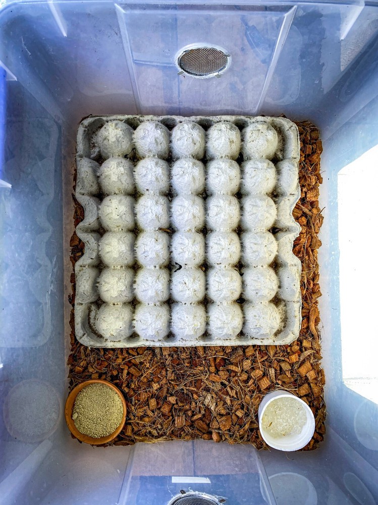 15CT Centurion Roach (Gyna centurion)