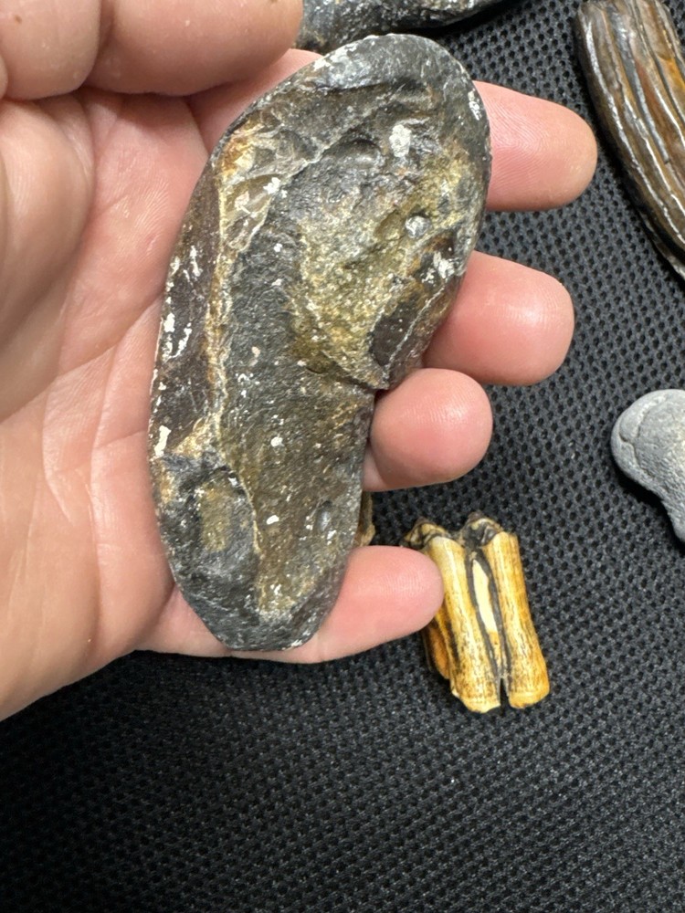 fossil collection lot From Southeastern Us