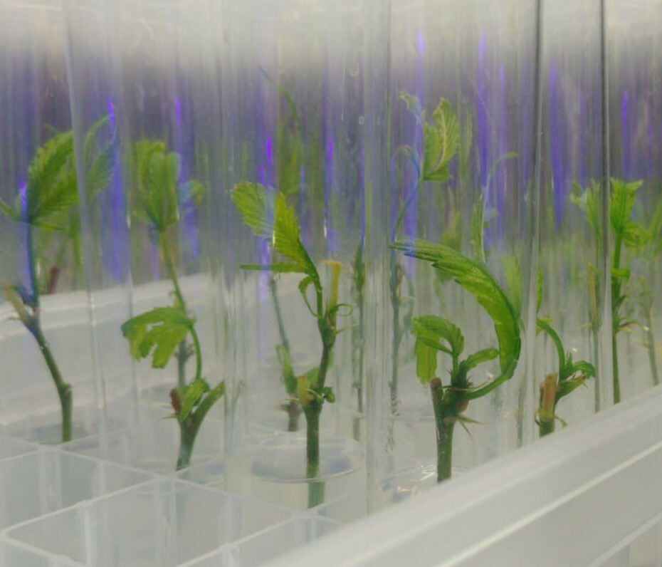 Tissue Culture Starter Kit 36 Microclone Tubes Most Plants Include Cannabis