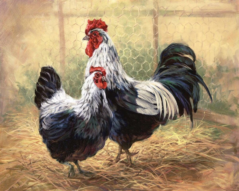 Tile Mural Kitchen Backsplash - Black Rooster and Hen - Farm Animals