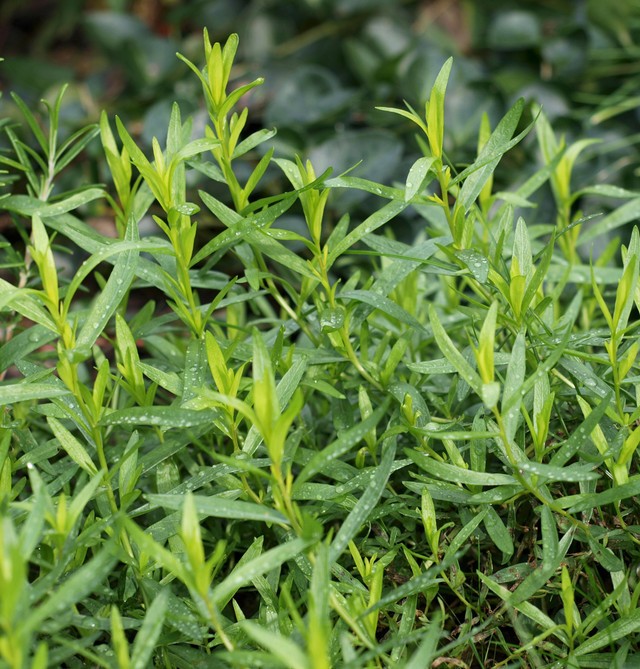 Tarragon Leaf Organic, Mountain Rose Herbs. 1 oz
