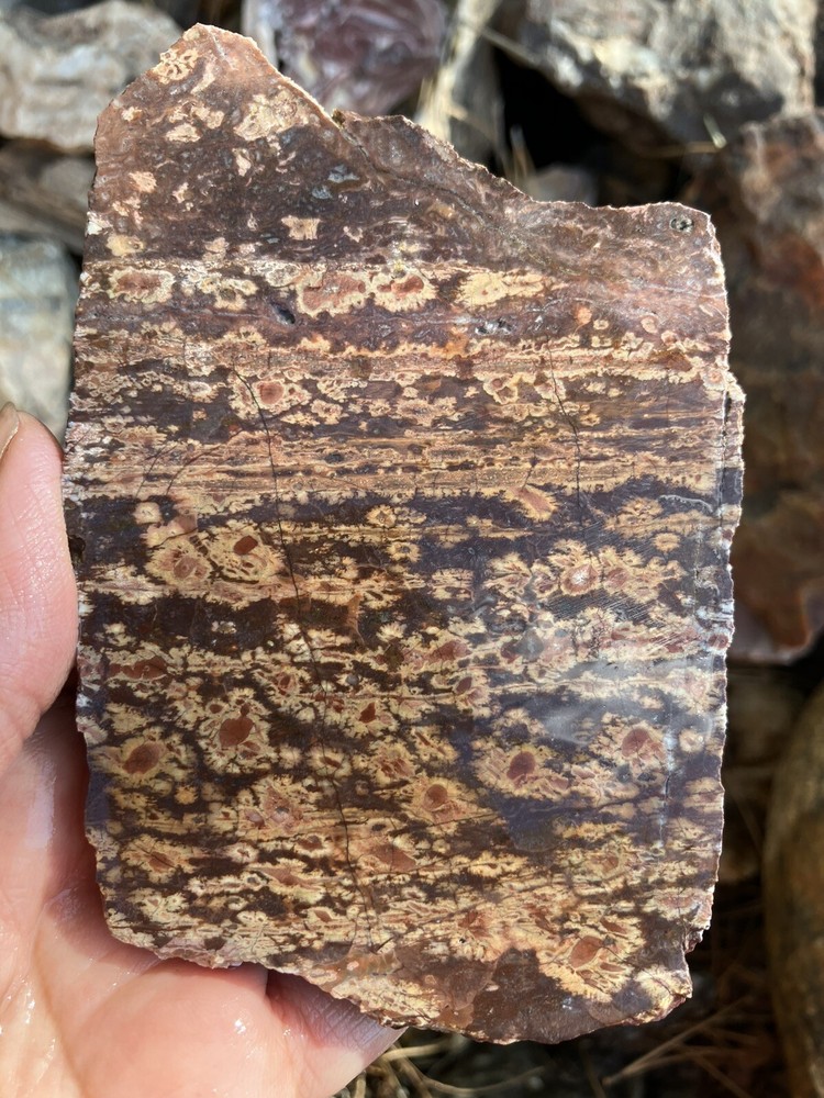 Birds Eye Rhyolite Slab