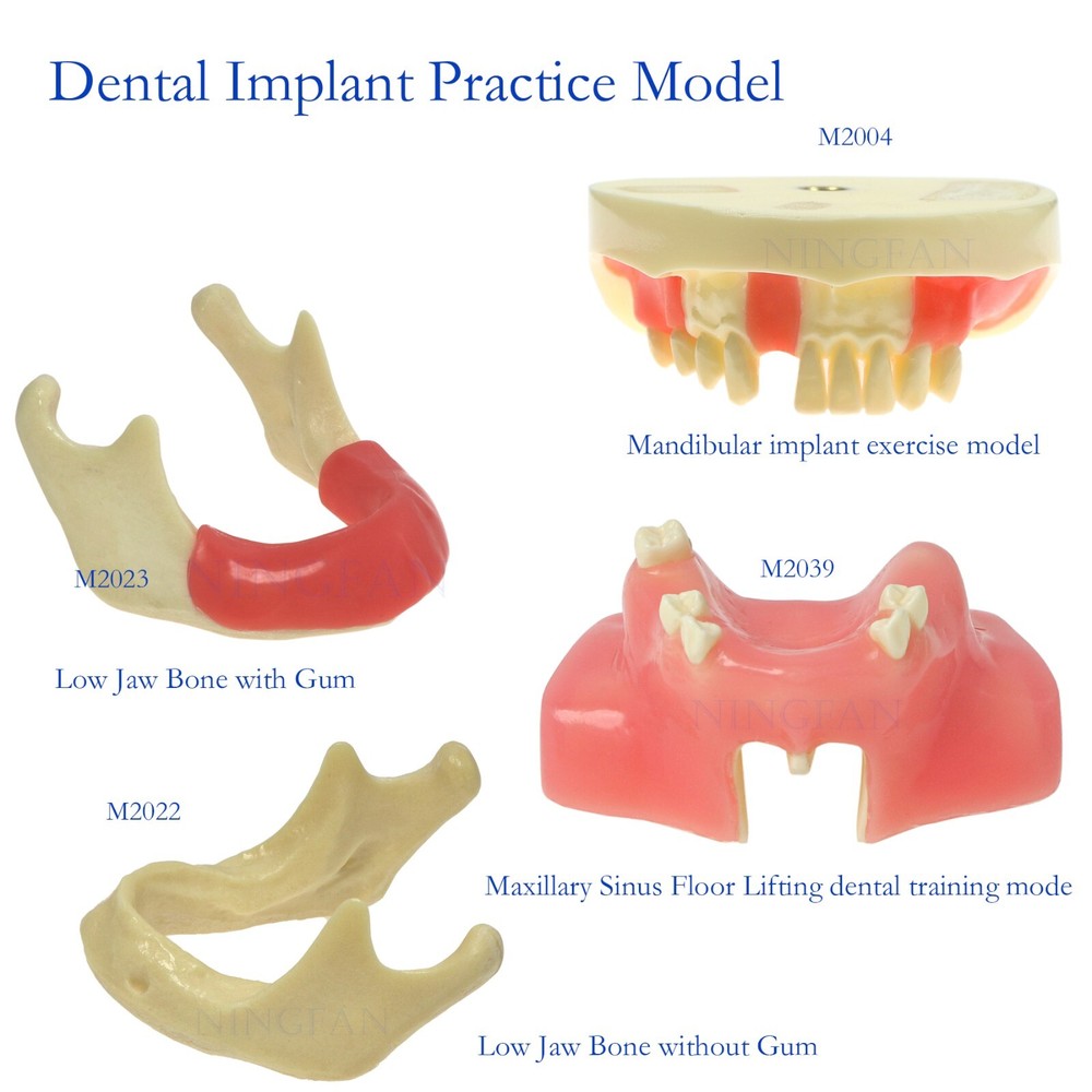 Dental Implant Practice Model, Lower Jaw Drilling, Maxillary Sinus Lifting Type
