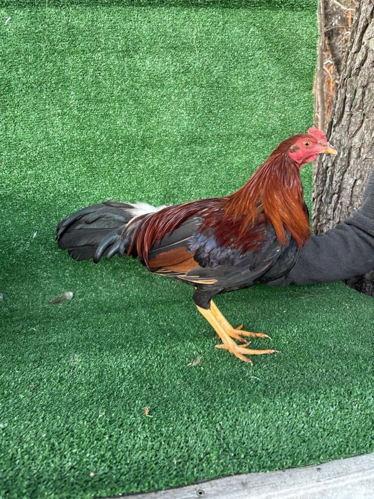 Asil/ylhHatching ,Eggs, poultry, chicken