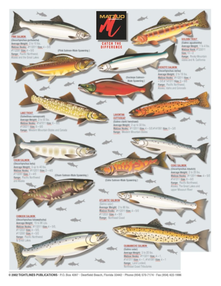 Trout and Salmon Fish Identification - Waterproof Quick Reference
