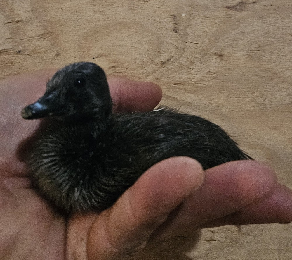 6 Cayuga Duck Hatching Eggs