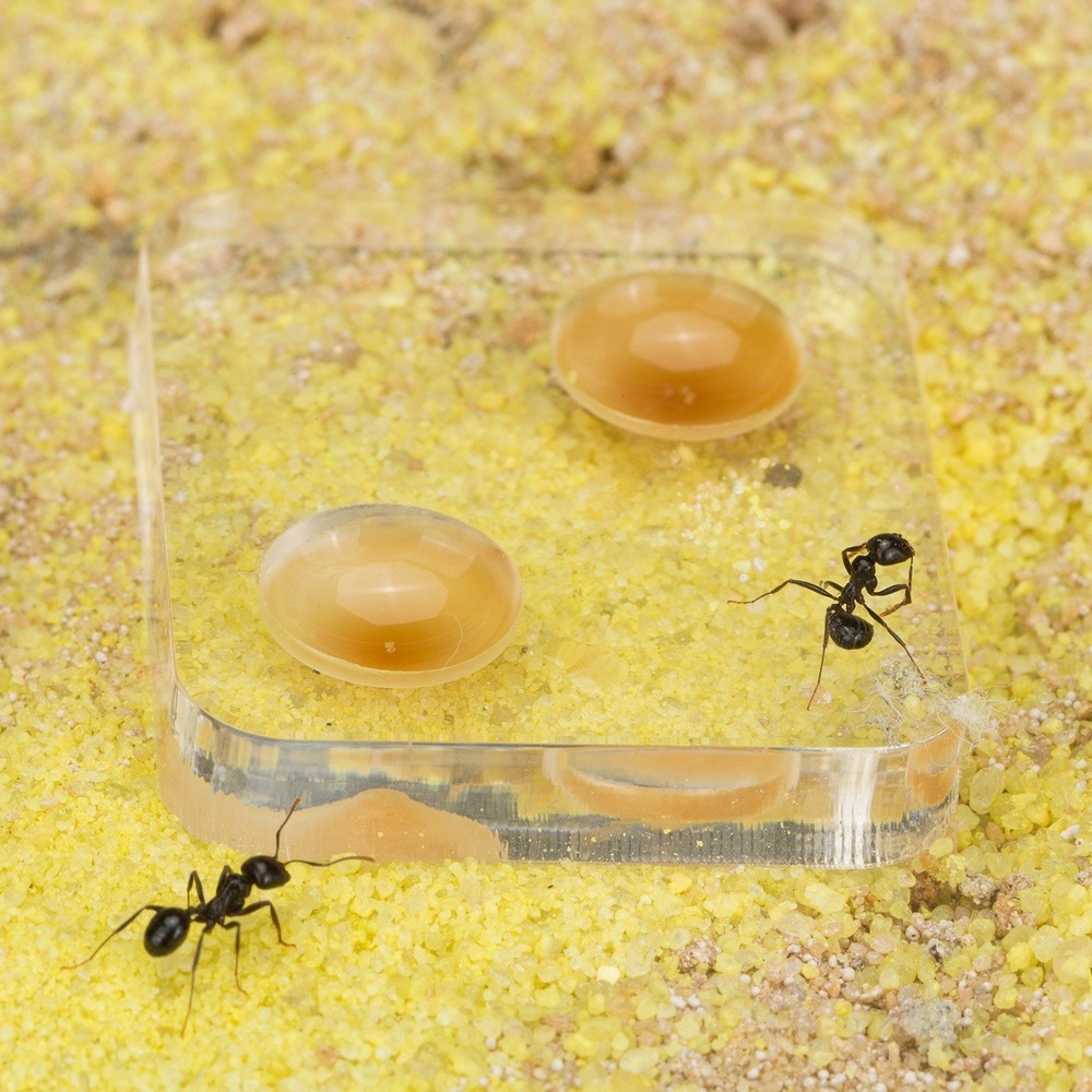 Sand Ant Farm Wall Kit (Anthill, Formicarium, Educational, Ants)