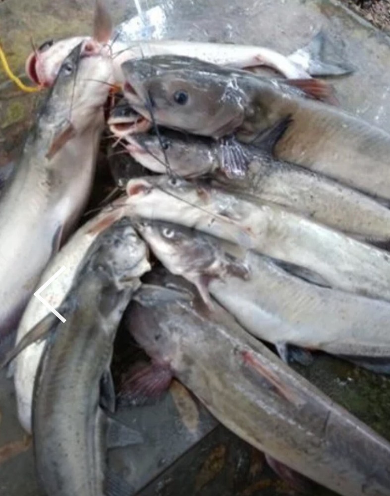 KRAZY KAT CATFISH PUNCH BAIT