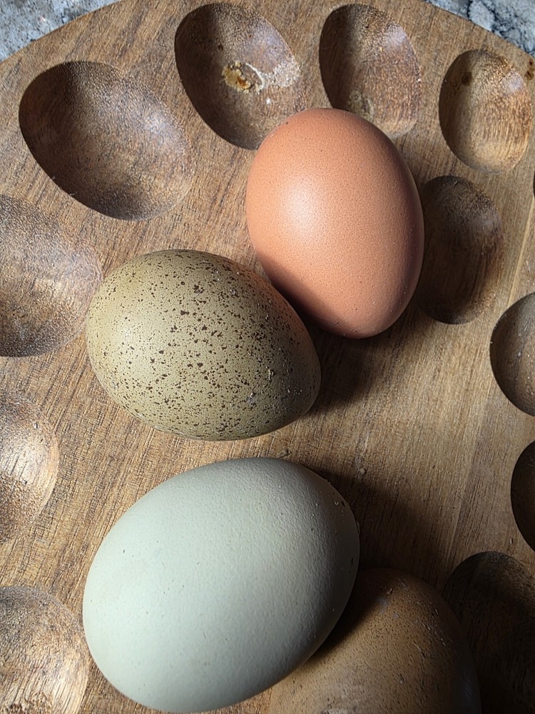 12+ Rainbow Egg Mix – Color-Packed Hatching Eggs