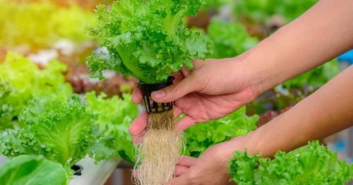 50 pc x NET CUP POTS HYDROPONIC SYSTEM GROW KIT 2 Inch