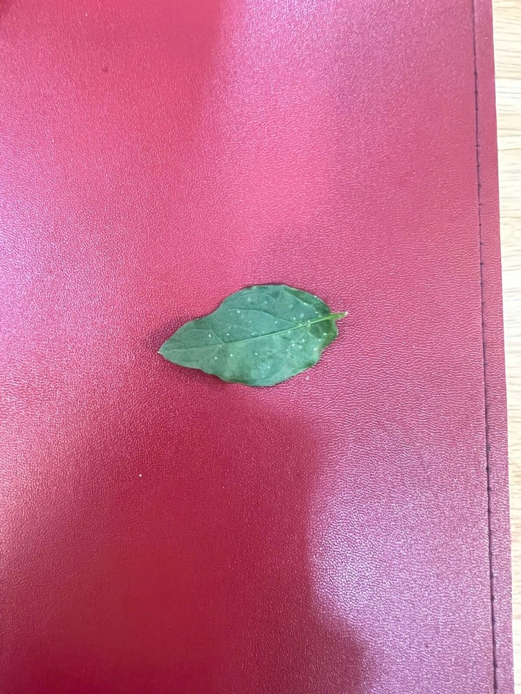 1 dried jasmine leaf on red font yellow ha