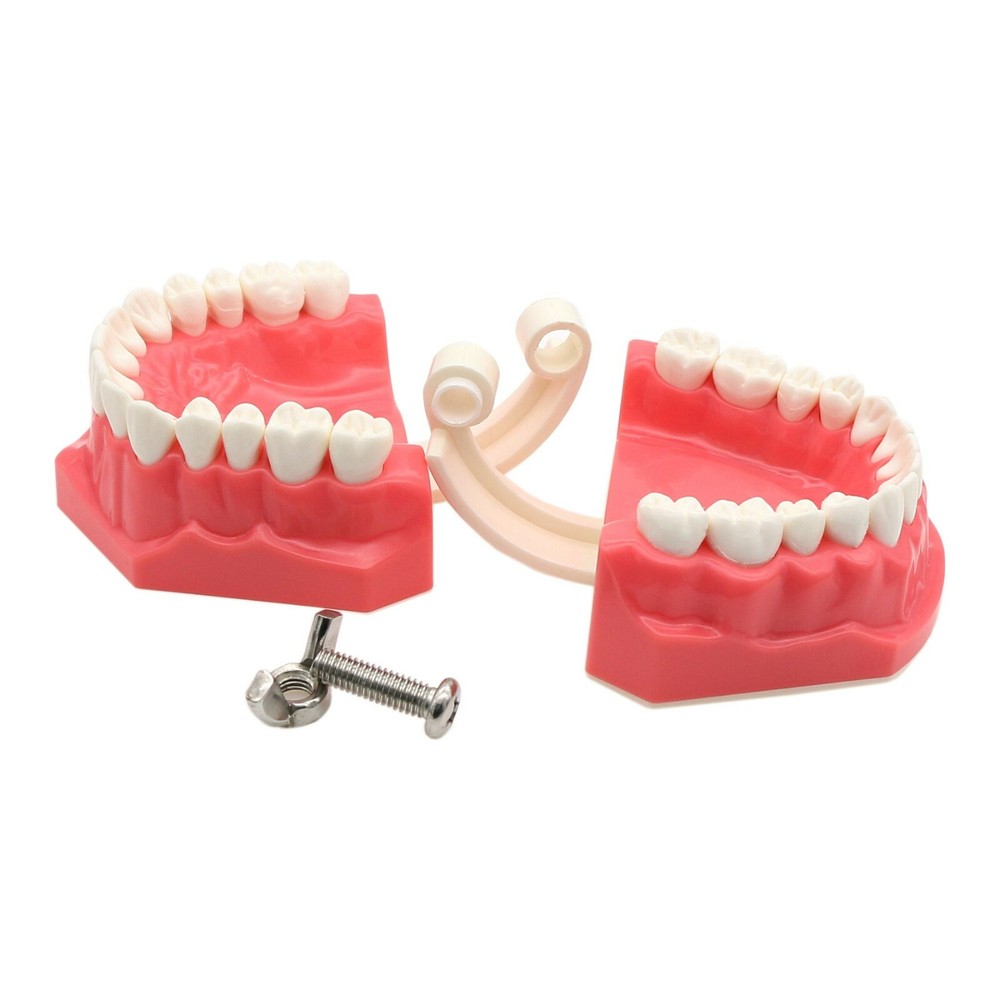 US Dental Model Brushing Flossing Practice Teaching Studying Orthodontic Model