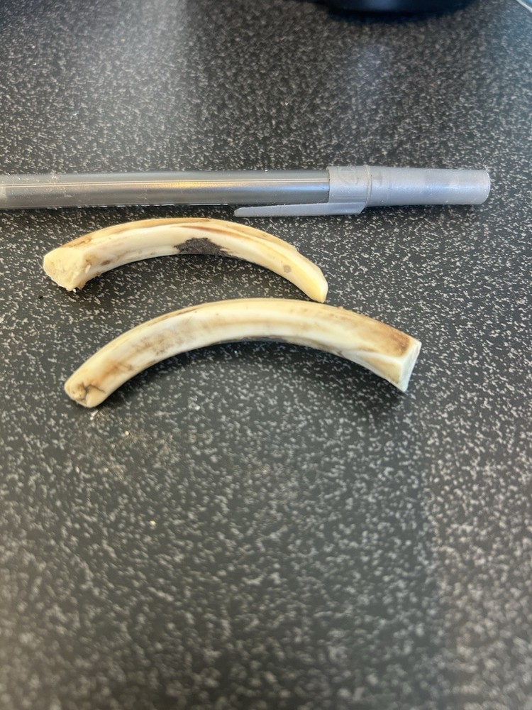 Boar Tusks