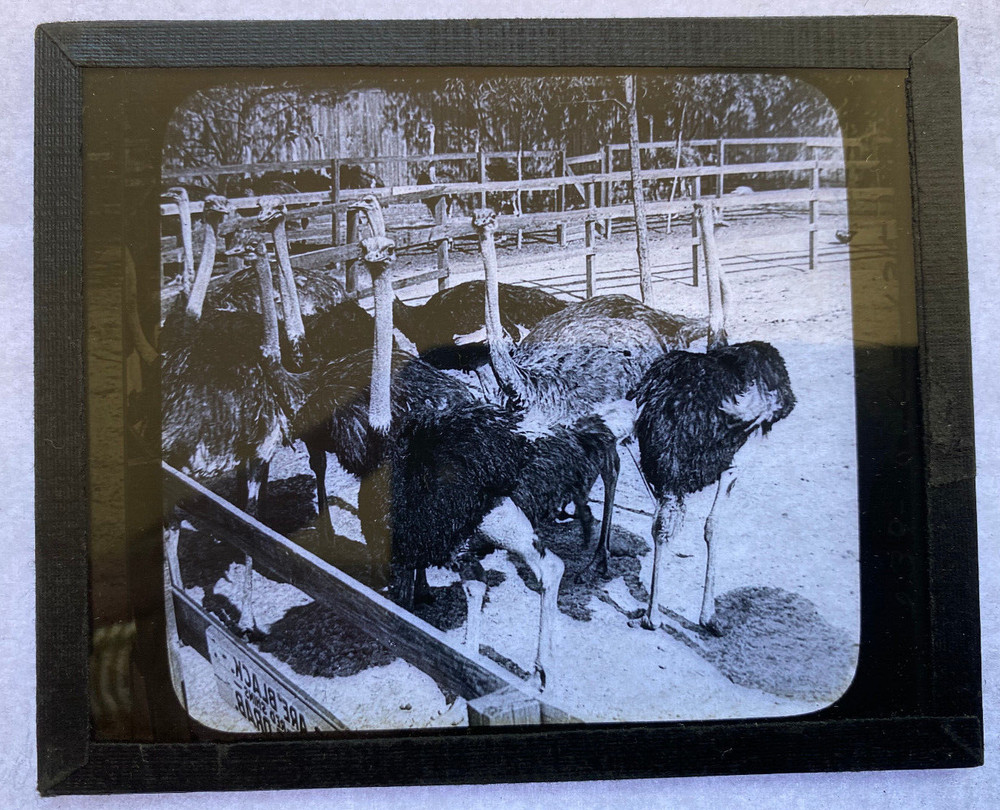 KEYSTONE MAGIC LANTERN SLIDE 239 OSTRICH FARM CA 1920s
