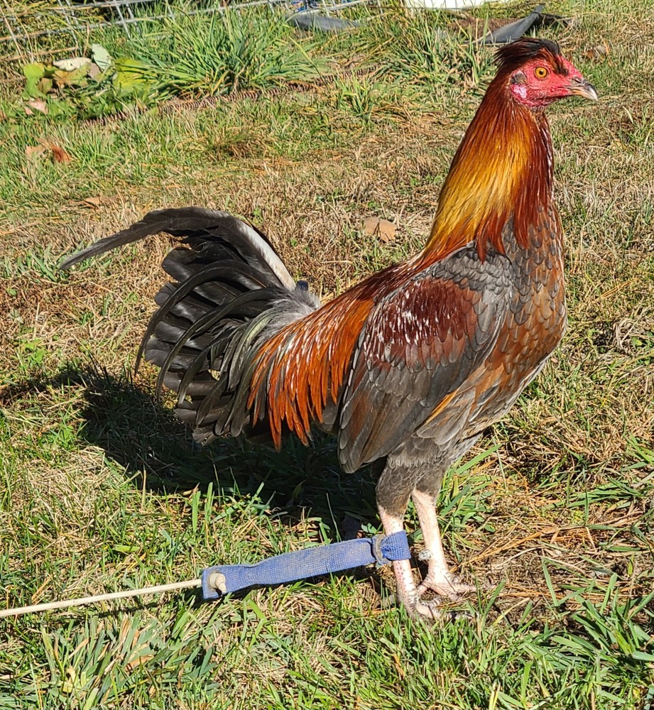 BLUE TOPPYS HATCHING EGGS 6+