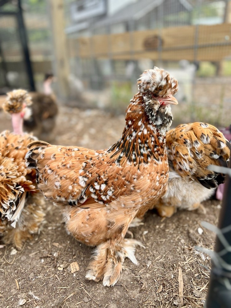 6+ Millie Fleur Silkie Hatching Eggs NPIP