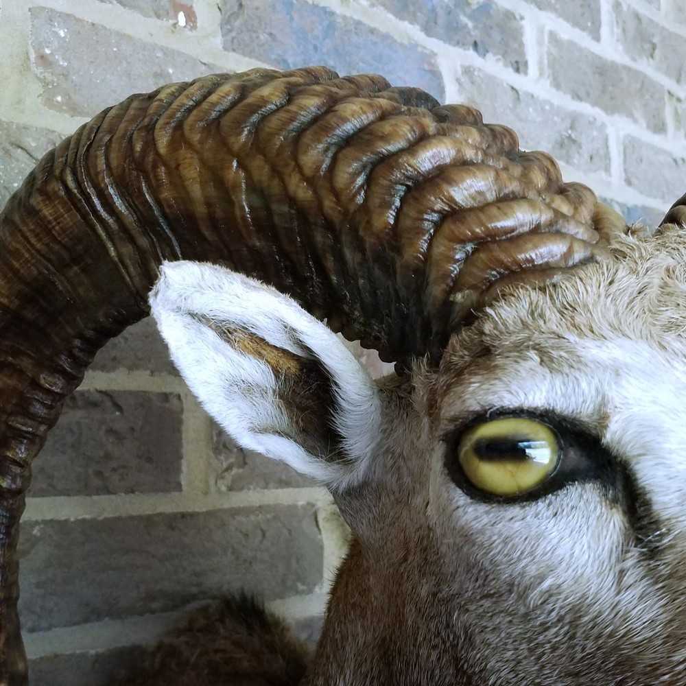 Mouflon Ram mount - 27 inch horns