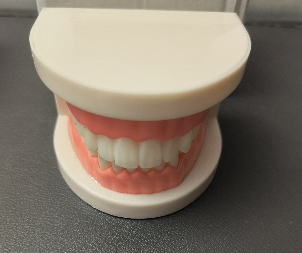 6 Dental Standard Demonstration Typodont Teaching Study Adult Teeth Model