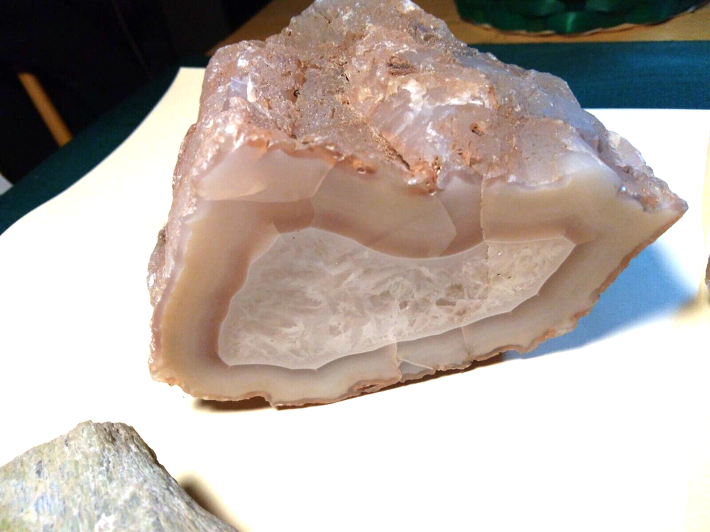 Petrified Wood Limb Casts