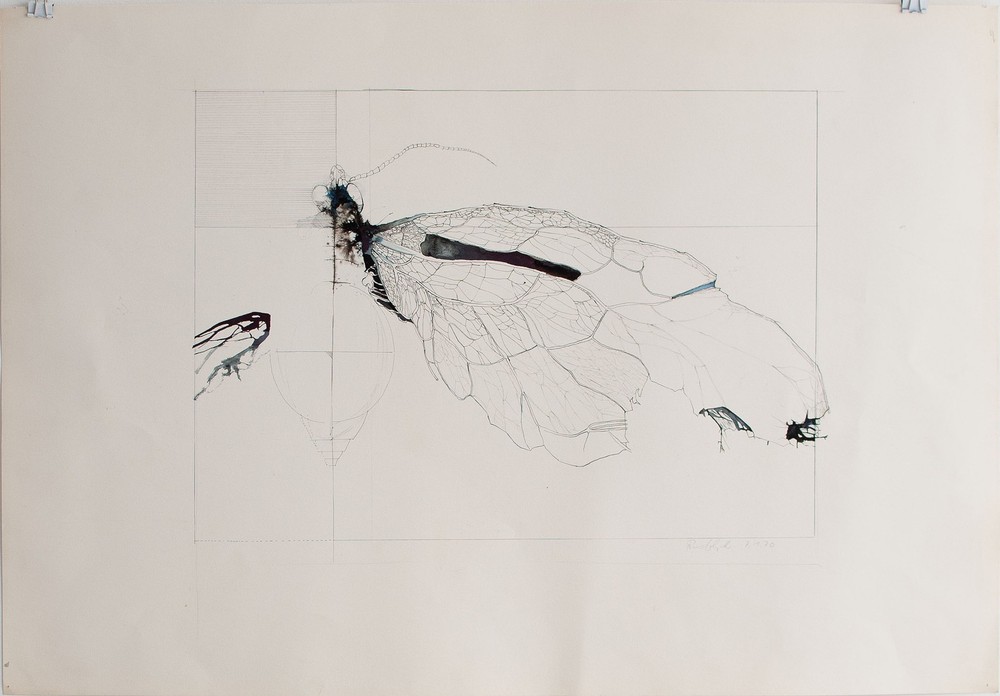 Rudolph Insect Wings Drawing Pen Pencil 1970 Study Sensor