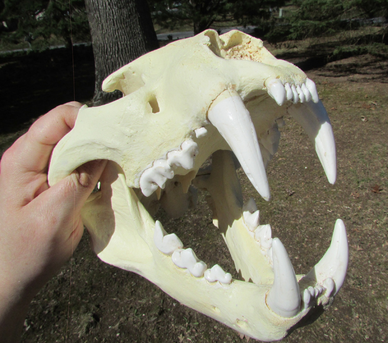 Huge leopard skull plastic cast taxidermy REPLICA