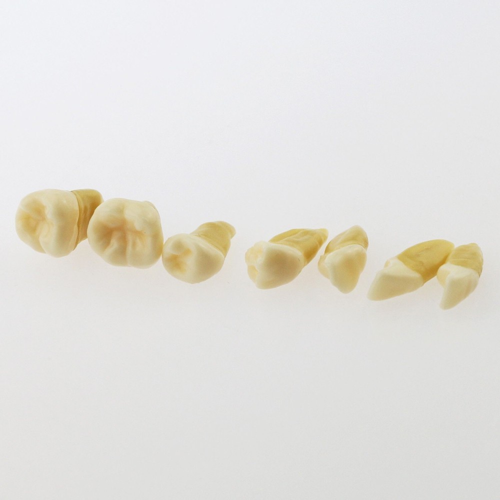 Dental TYPODONT Model Standard Model with 28 Pcs Removable Teeth Soft Gingiva