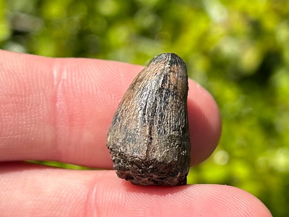 Fossil Crocodile Tooth Java Indonesia Croc Dinosaur Tooth Reptile Indonesian