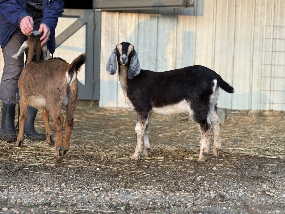 Nubian Buckling Goat