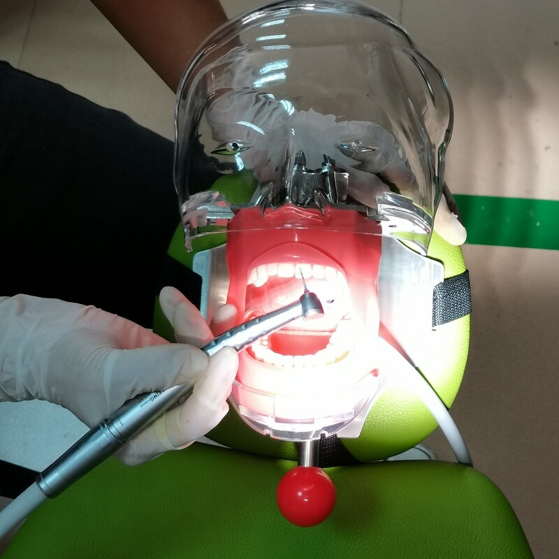Dental Simulator Manikin Phantom Head Model with Replaceable Teeth Model USSTOCK