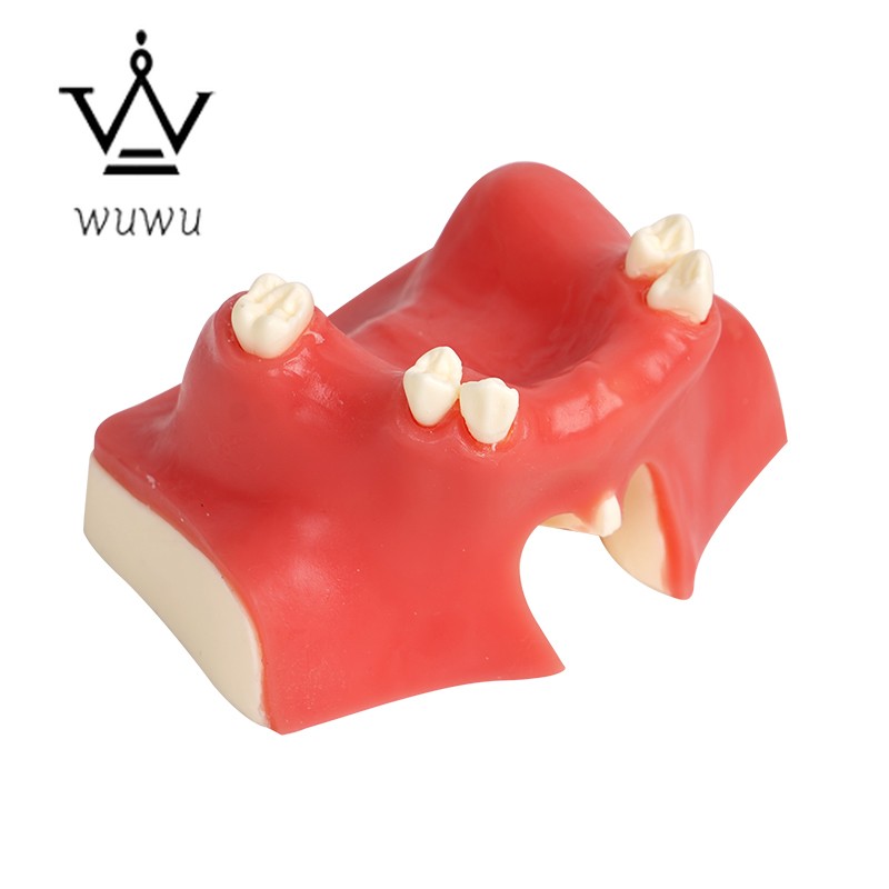 Dental Implant Teaching Model Upper Jaw Maxillary Sinus Model