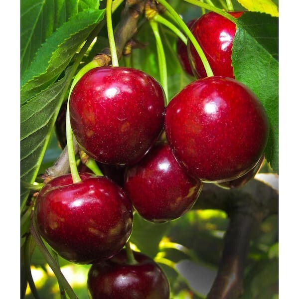 3 ft. Lapins Cherry Semi-Dwarf Tree – Self-Pollinating, High Yield