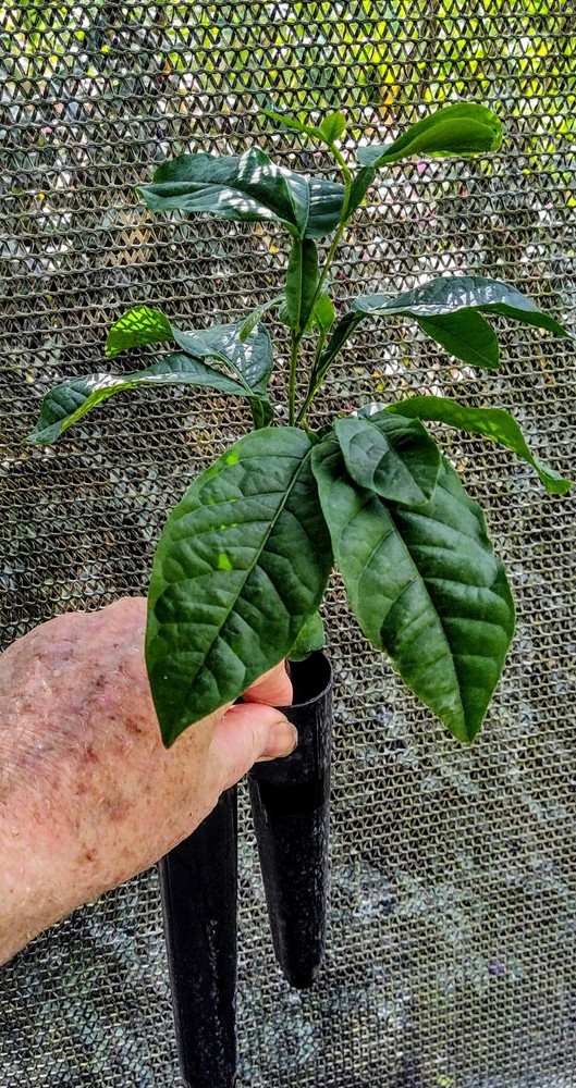 2-Live Trees Ice Cream Bean Tree 2-live Trees*