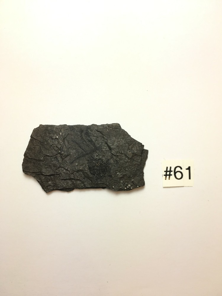 FOSSIL FISH ARGYROPELECUS