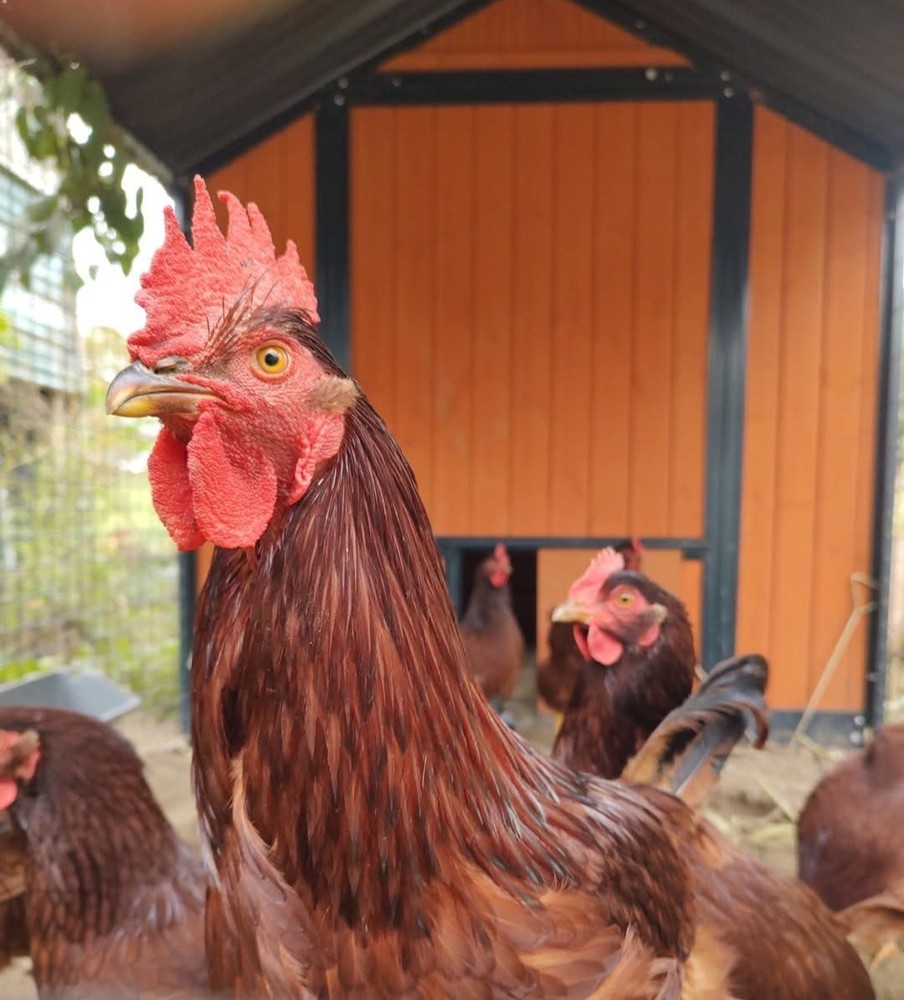 6+ Purebred Rhode Island Red Chicken Hatching Eggs
