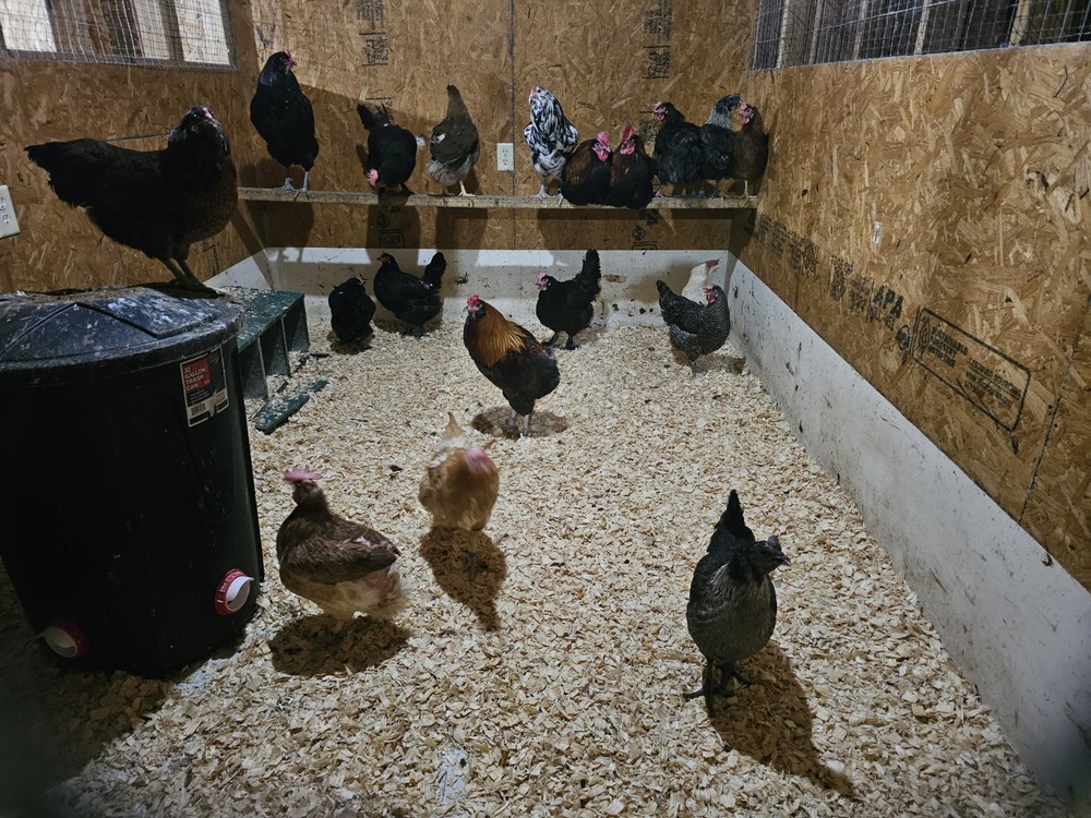 12+ Barnyard Mix Hatching Eggs