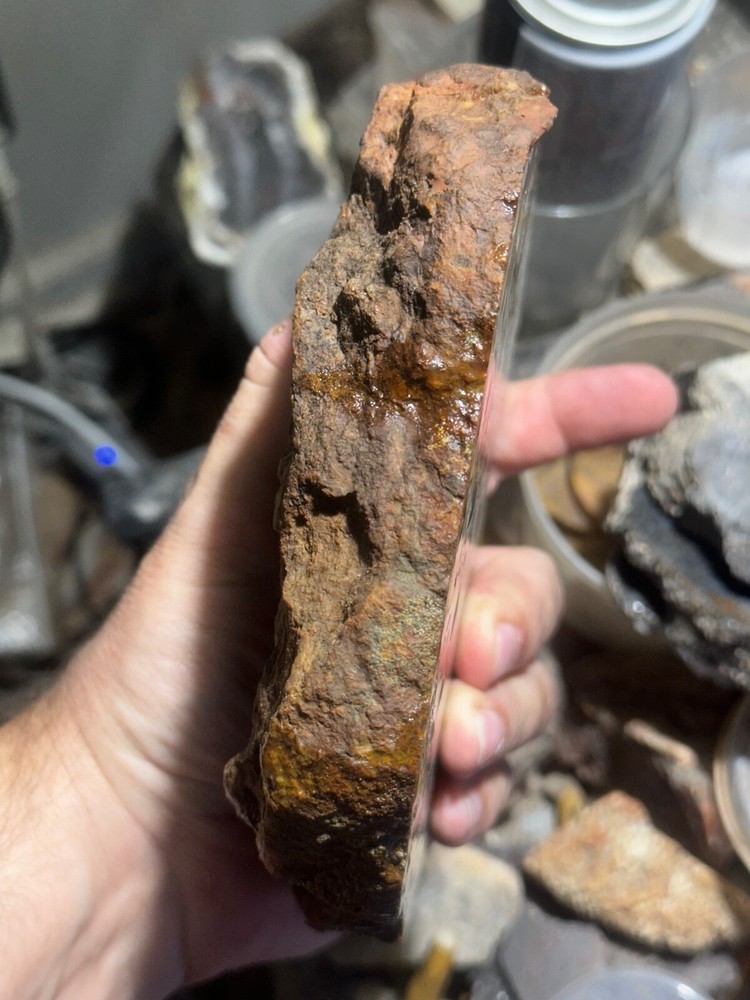 Dinosaur bone rough **hxtled Large end cut.