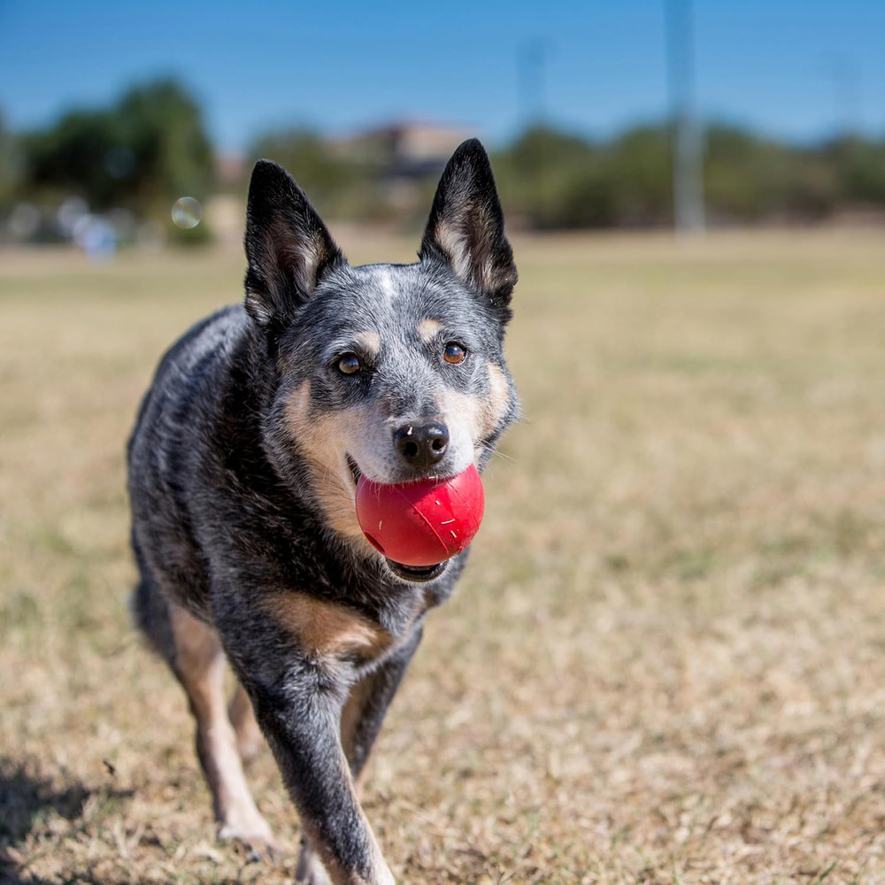 Ball with Hole - Durable Dog Fetch Toy for Training, Interactive Playtime & More