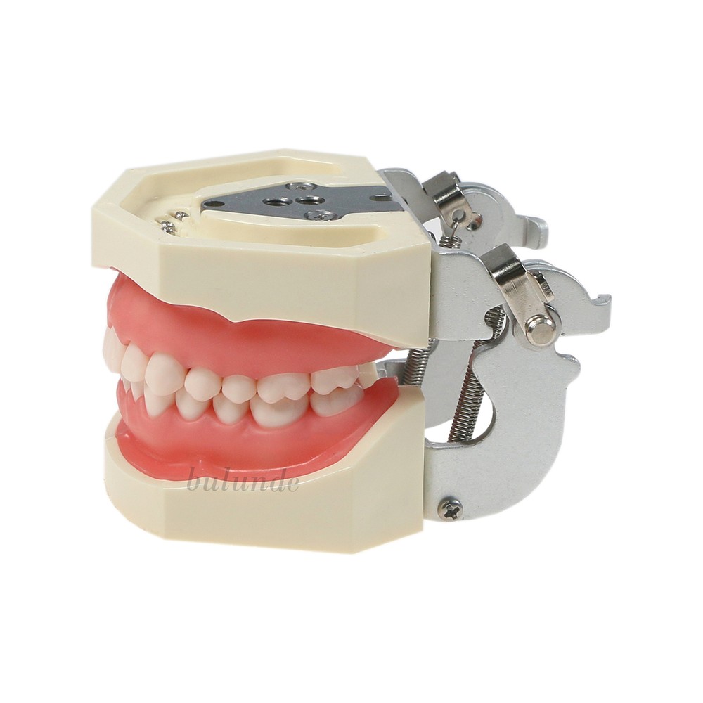 Dental Typodont Model Pathological Implant Ortho Perio Demo Practice Teeth Model
