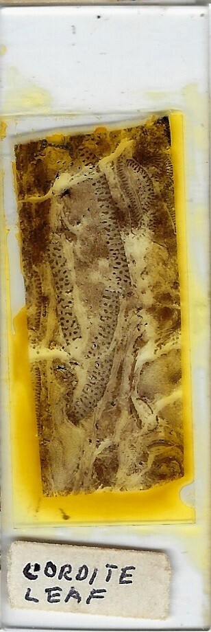 Cordite (Cordaites) Leaf (Coal Fossil) Microscope Slide