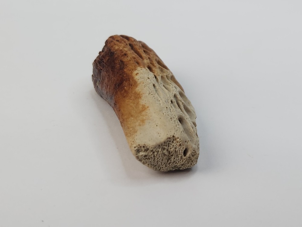 Crocodilian Surangular Jaw Skull Bone Fossil - Judith River Fm. - MT