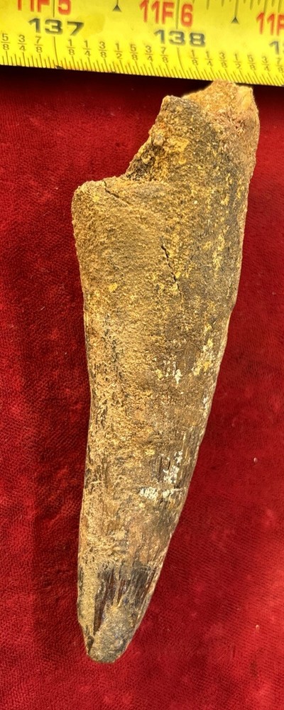 Authentic 4” Spinosaurus Tooth Fossil