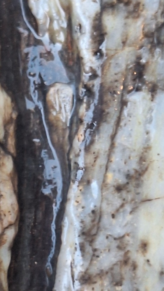 petrified wood log