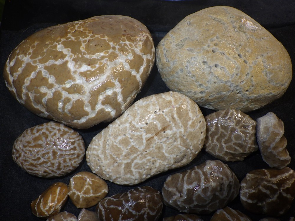 Chain Coral Halysites 2 lbs 10.1 oz