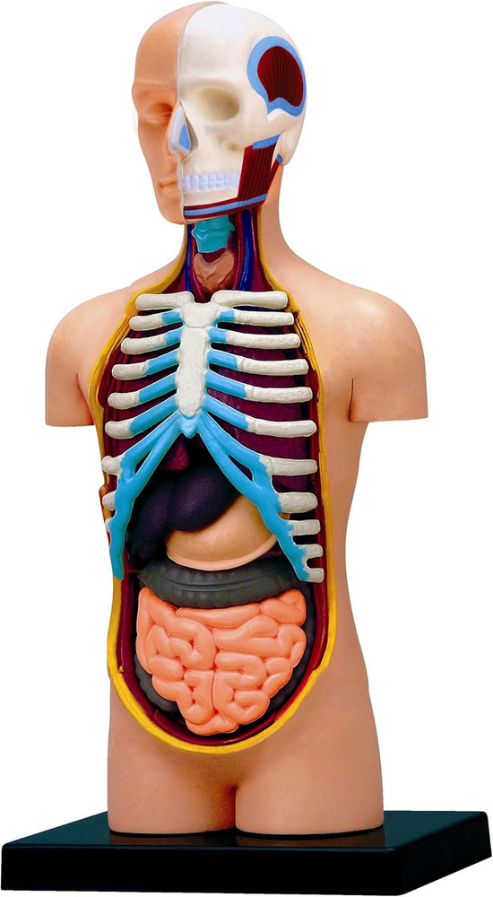 4D Vision Human Anatomy Torso Model