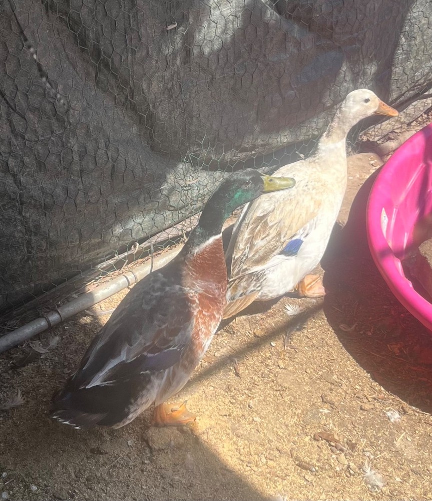 6+ Welsh Harlequin Duck Hatching Eggs