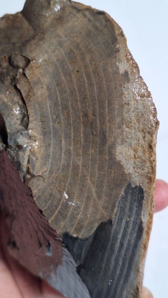 Agatized Petrified Wood