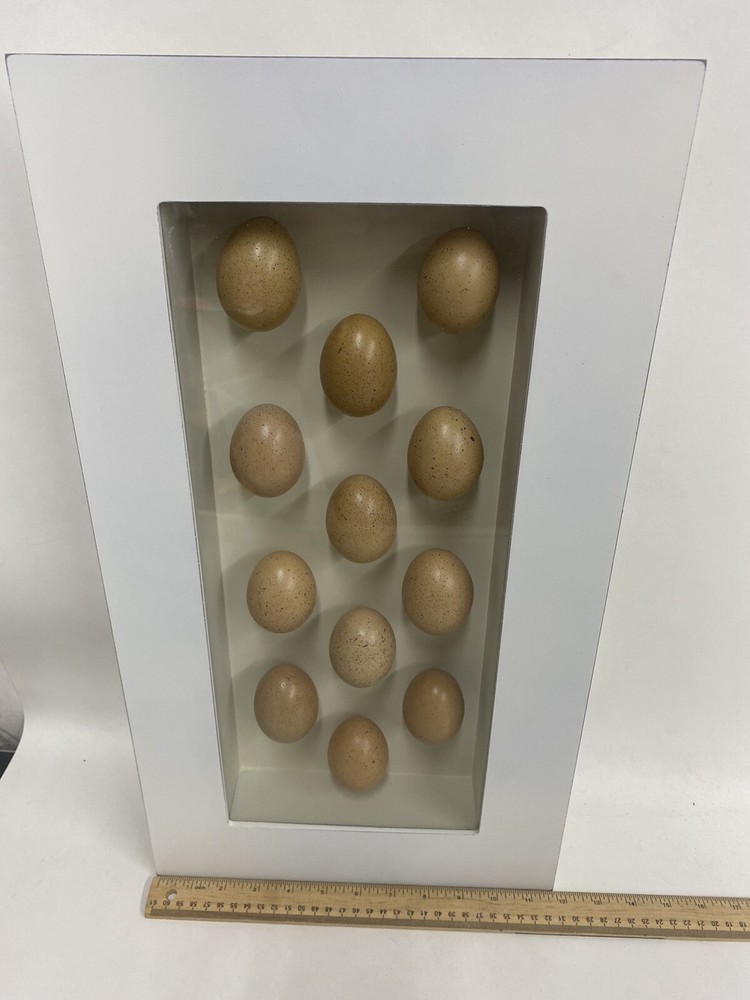 TWO Egg Shadow Boxes Made from 18 Real Hen Eggs