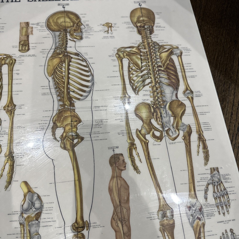 The Skeletal System Peter Bachin 1947 Original Vintage