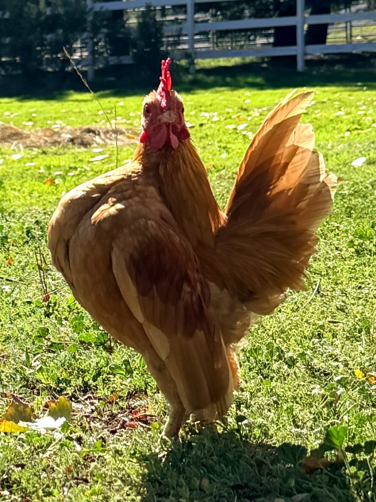 HIGH QUALITY Serama Hatching Eggs (6) from TBHFarm