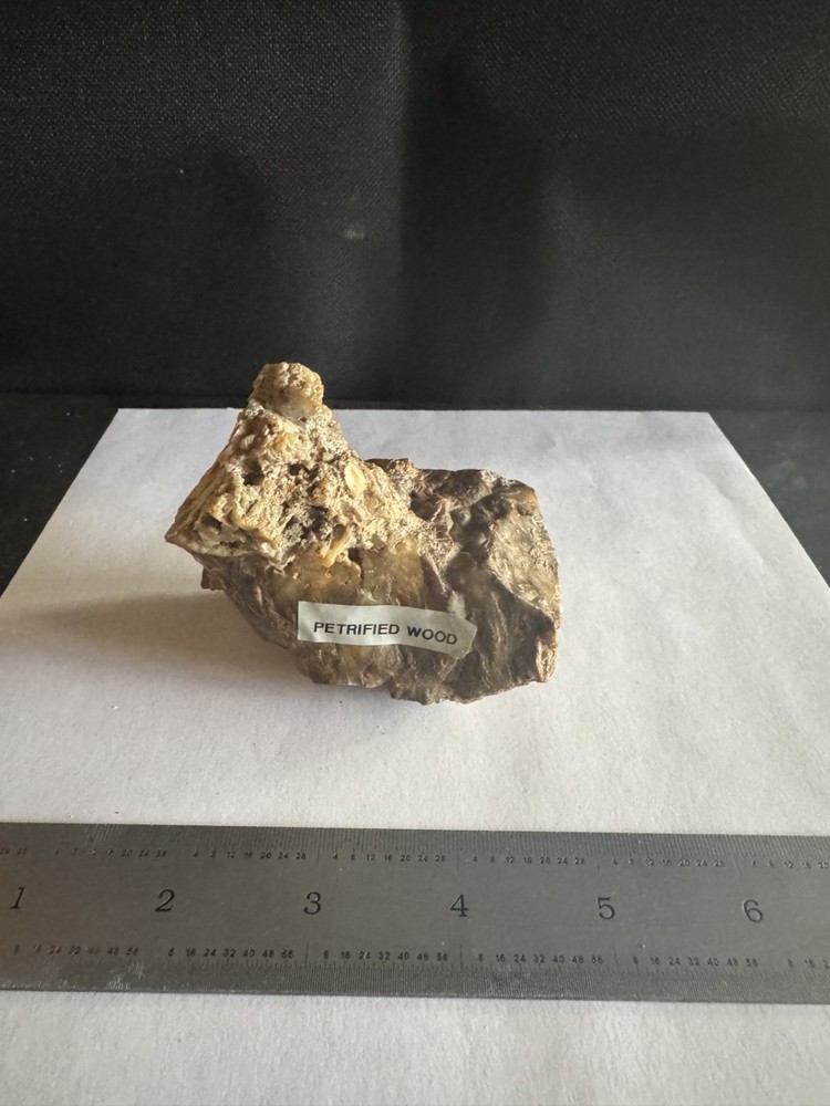 .85 lb PETRIFIED WOOD SPECIMEN